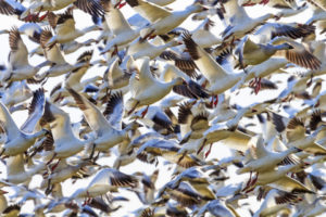 Slightly Obsessed #104: Falling Snow Geese and Why It doesn’t Pay to Worry